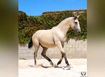 Lusitano, Stallion, 2 years, 15.1 hh, Dun