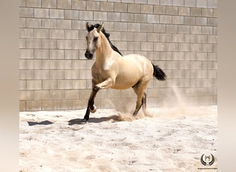 Lusitano, Stallion, 2 years, 15.1 hh, Dun