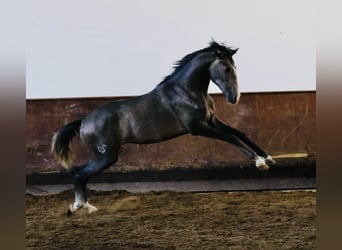 Lusitanos, Hengst, 2 Jahre, 15,1 hh, Schimmel