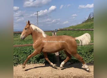 Lusitano, Stallion, 2 years, 15.1 hh, Palomino