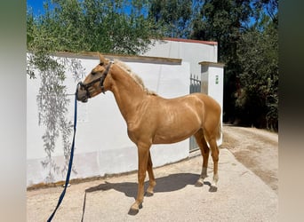 Lusitano, Stallion, 2 years, 15.1 hh, Palomino