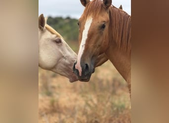 Lusitanos, Hengst, 2 Jahre, 15,1 hh, Red Dun