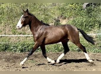 Lusitano Mix, Stallion, 2 years, 15.2 hh, Bay