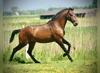 Lusitano, Stallion, 2 years, 15.2 hh, Brown