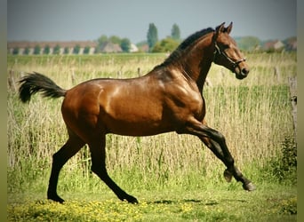 Lusitano, Stallion, 2 years, 15.2 hh, Brown