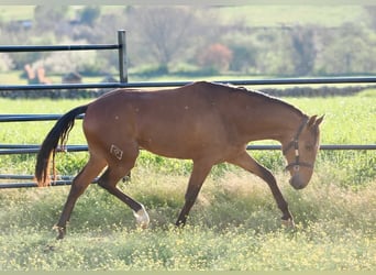 Lusitano, Stallion, 2 years, 15.2 hh, Brown