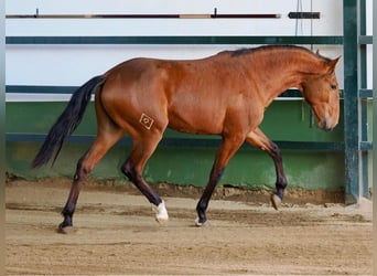 Lusitano, Stallion, 2 years, 15.2 hh, Brown