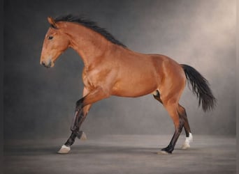 Lusitano, Stallion, 2 years, 15.2 hh, Brown