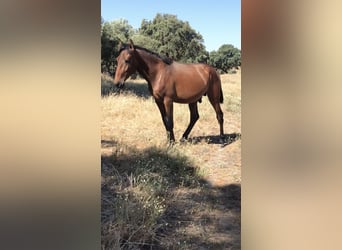 Lusitano, Stallion, 2 years, 15,2 hh, Brown