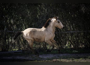 Lusitano, Stallion, 2 years, 15,2 hh, Buckskin