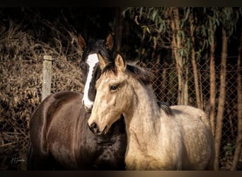 Lusitano, Stallion, 2 years, 15,2 hh, Buckskin