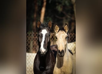 Lusitano, Stallion, 2 years, 15,2 hh, Buckskin