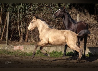 Lusitano, Stallion, 2 years, 15,2 hh, Buckskin