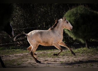 Lusitano, Stallion, 2 years, 15,2 hh, Buckskin