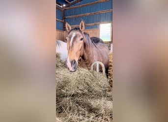 Lusitano, Stallion, 2 years, 15.2 hh, Buckskin