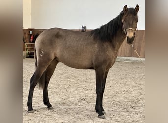 Lusitano, Stallion, 2 years, 15.2 hh, Dun