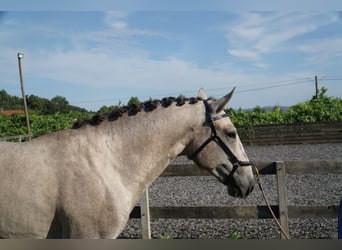 Lusitano, Stallion, 2 years, 15.2 hh, Grey