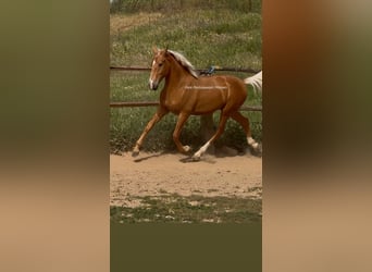 Lusitano, Stallion, 2 years, 15.2 hh, Palomino