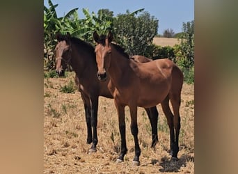 Lusitano, Stallion, 2 years, 15,3 hh, Chestnut-Red