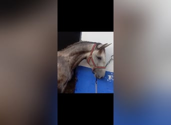 Lusitano, Stallion, 2 years, 15.3 hh, Grey