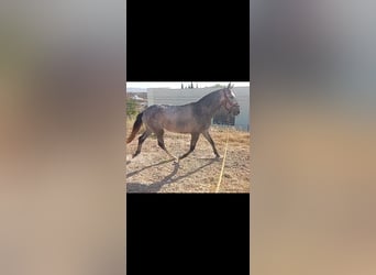 Lusitano, Stallion, 2 years, 15.3 hh, Grey