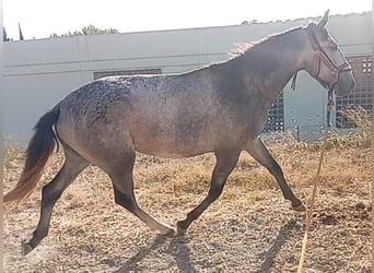 Lusitano, Stallion, 2 years, 15.3 hh, Grey