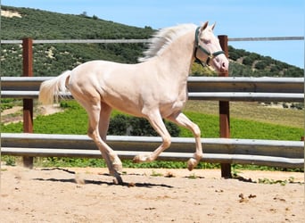 Lusitano, Stallion, 2 years, 15 hh, Cremello
