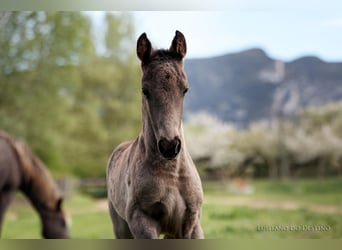 Lusitano Mix, Stallion, 2 years, 15,1 hh, Black