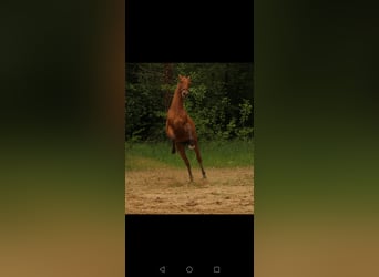 Lusitano, Stallion, 2 years, 15,1 hh, Brown
