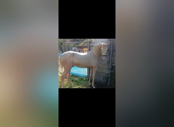 Lusitano, Stallion, 2 years, 15,1 hh, Perlino