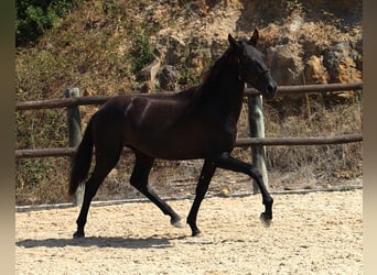 Lusitano, Stallion, 2 years, 15,2 hh, Black