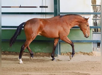 Lusitano, Stallion, 2 years, 15,2 hh, Brown