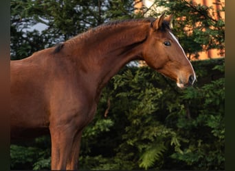 Lusitano, Stallion, 2 years, 15,2 hh, Brown