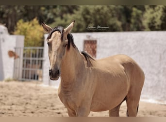 Lusitano, Stallion, 2 years, 15,2 hh, Buckskin