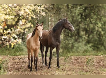 Lusitano, Stallion, 2 years, 15,2 hh, Buckskin
