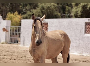 Lusitano, Stallion, 2 years, 15,2 hh, Buckskin