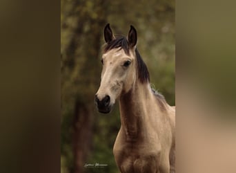 Lusitano, Stallion, 2 years, 15,2 hh, Buckskin