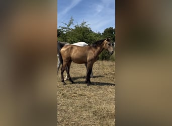 Lusitano, Stallion, 2 years, 15,2 hh, Buckskin