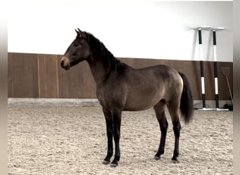 Lusitano, Stallion, 2 years, 15,2 hh, Dun