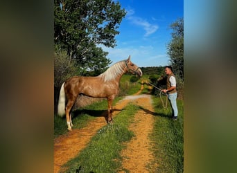 Lusitano, Stallion, 2 years, 15,2 hh, Pearl