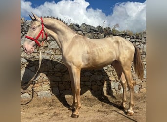 Lusitano, Stallion, 2 years, 15,2 hh, Perlino