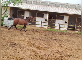 Lusitano, Stallion, 2 years, 15,3 hh, Chestnut-Red