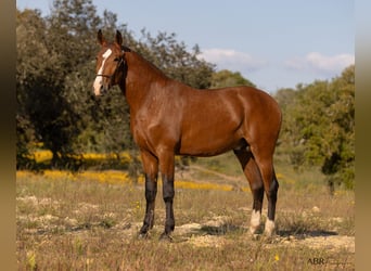 Lusitano, Stallion, 2 years, 16.1 hh, Brown-Light