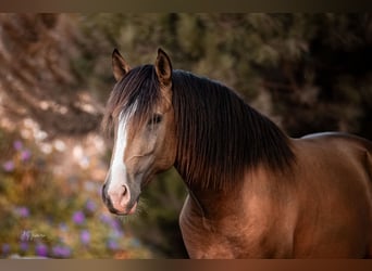 Lusitano, Stallion, 2 years, 16,1 hh, Buckskin