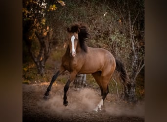 Lusitano, Stallion, 2 years, 16,1 hh, Buckskin