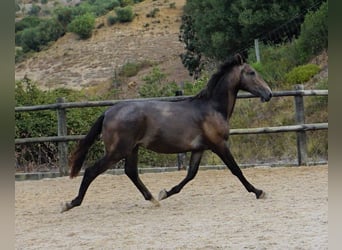 Lusitano, Stallion, 2 years, 16.1 hh, Gray-Blue-Tan