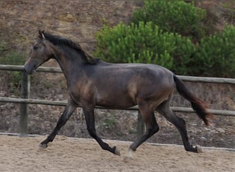 Lusitano, Stallion, 2 years, 16.1 hh, Gray-Blue-Tan