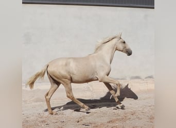 Lusitano, Stallion, 2 years, 16.1 hh, Palomino