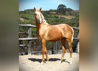 Lusitano, Stallion, 2 years, 16,2 hh, Palomino