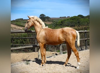 Lusitano, Stallion, 2 years, 16,2 hh, Palomino